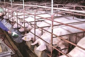 Giá lợn hơi hôm nay 29/10: Tiếp tục điều chỉnh tăng