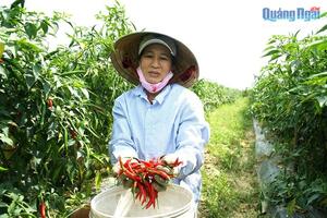 Thấp thỏm bên ruộng ớt