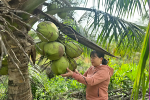 Vĩnh Long: Hiệu quả cao từ các mô hình kinh tế vùng dân tộc thiểu số