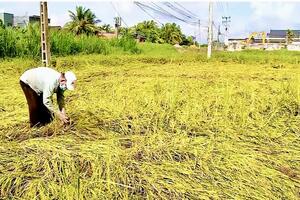 Vĩnh Long: Lúa thu đông nguy cơ mất mùa do triều cường, mưa lớn