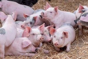 Giá heo hơi hôm nay 11/11/2025: Đồng loạt giảm 1.000 đồng/kg