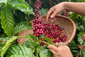 Giá cà phê hôm nay 11/11/2025: Trong nước tăng nhẹ