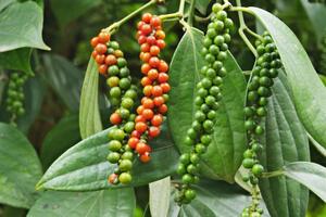 Giá tiêu hôm nay 11/11/2025: Neo ở mức cao