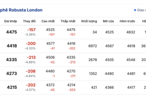 Giá cà phê hôm nay 13/11/2025: Tiếp tục giảm nhẹ