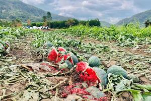 Dưa hấu Gia Lai 'được mùa mất giá', nông dân gồng mình bán lỗ