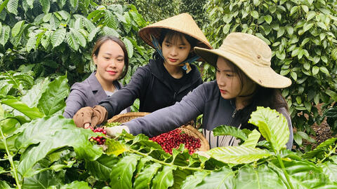 Dự báo giá cà phê ngày mai 4/7/2025, trong nước tiếp đà giảm nhẹ