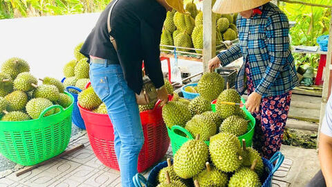 Cần Thơ: Thúc đẩy nông nghiệp chuyên canh hướng đến xuất khẩu bền vững