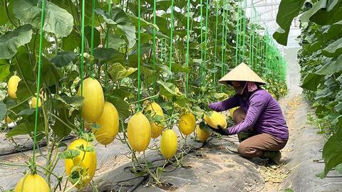 Quảng Trị: Xây dựng nông nghiệp theo chuỗi liên kết, thân thiện với môi trường