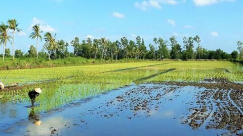 Sử dụng thuốc bảo vệ thực vật "quá đà" gây ô nhiễm đất, nước, mất an toàn thực phẩm