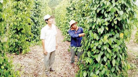 Xuân Lộc thúc đẩy kinh tế gò đồi