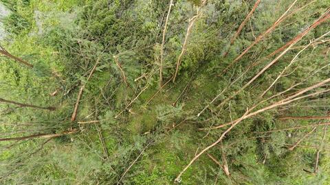 Xót xa trước cảnh tan hoang của rừng phòng hộ Hà Tĩnh sau bão