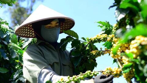 Giá cà phê hôm nay 18/9/2025: Trong nước đảo chiều giảm mạnh