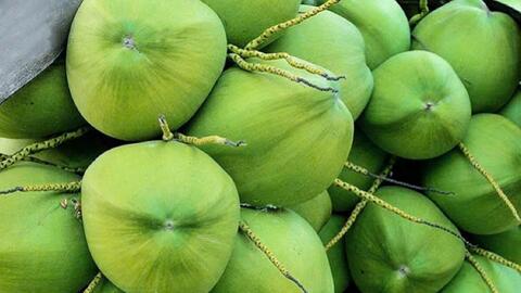 Phát triển 'nóng' khiến dừa tươi xuất khẩu dần đánh mất lợi thế