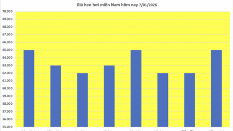Giá heo hơi hôm nay 7/1/2026: Miền Bắc trở lại đỉnh 70.000 đồng/kg