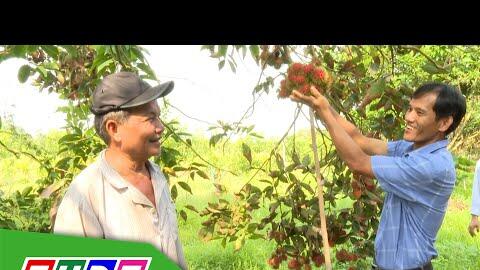 Trồng chôm chôm - Hướng đi mới của nhà vườn Phú Hựu | THDT