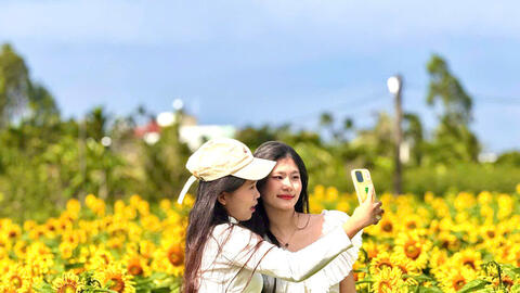 Quảng Ngãi: Cánh đồng hoa hướng dương rực rỡ những ngày cuối năm