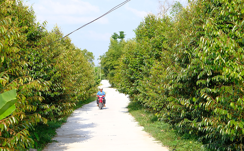 Trường Thành phát huy thế mạnh địa phương gắn với đổi thay diện mạo nông thôn 