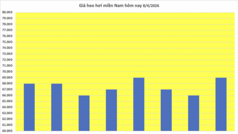 Giá heo hơi hôm nay 8/4/2026: Miền Trung tăng đến 2.000 đồng/kg