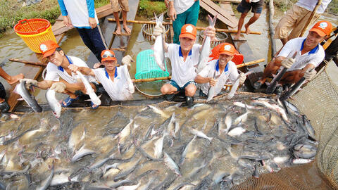 Philippines mở hạn ngạch nhập thủy sản: Cơ hội cho cá tra Việt