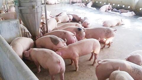 Giá heo hơi hôm nay 13/4/2026: Tạm chững phiên đầu tuần