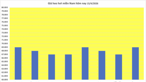 Giá heo hơi hôm nay 15/4/2026: Tăng rải rác trên cả 3 miền
