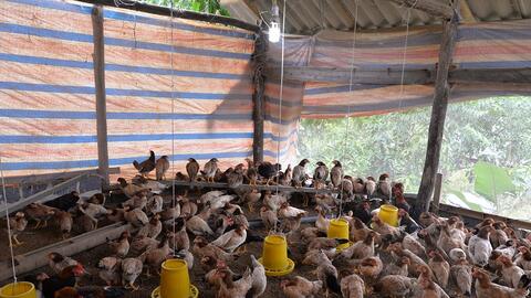 Hỗ trợ phát triển chăn nuôi gia súc gia cầm an toàn, bền vững