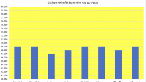 Giá heo hơi hôm nay 23/4/2026: Tăng nhẹ tại Cần Thơ