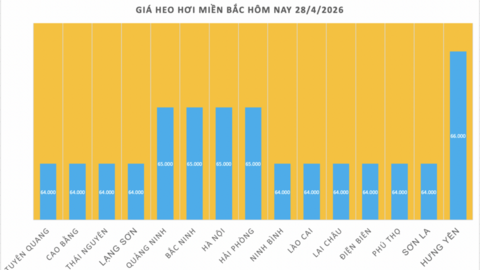 Giá heo hơi hôm nay 28/4/2026: Tăng nhẹ tại Nghệ An