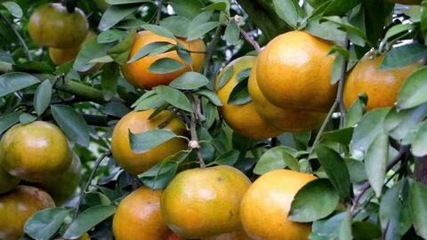 Lễ hội Trái cây Đồng Tháp lần thứ I có hoạt động gì đặc sắc?
