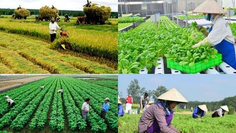 Hợp tác xã nông nghiệp phát huy vai trò liên kết sản xuất và tiêu thụ nông sản