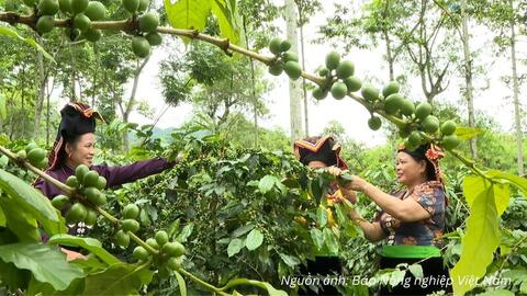 Mở lối cho Arabica Điện Biên chinh phục phân khúc xuất khẩu cao cấp