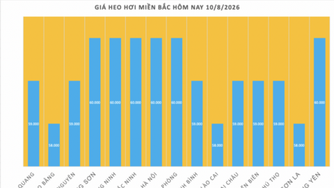 Giá heo hơi hôm nay 10/8/2026: Giảm đồng loạt tại nhiều nơi