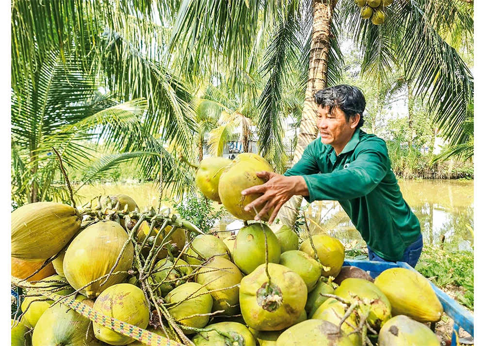Để ngành dừa phát triển bền vững 