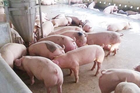 Giá heo hơi hôm nay 13/4/2026: Tạm chững phiên đầu tuần