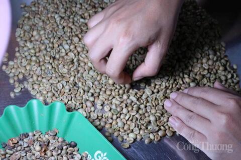 Giá cà phê hôm nay 17/4/2026: Tăng mạnh 1.200 đồng/kg