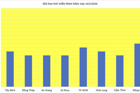 Giá heo hơi hôm nay 14/5/2026: Cao nhất 71.000 đồng/kg