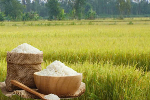 Giá lúa gạo hôm nay ngày 26/5/2026: Gạo xuất khẩu biến động trái chiều