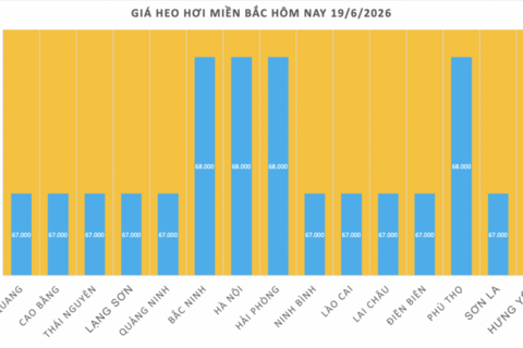 Giá heo hơi hôm nay 19/6/2026: Miền Nam tiếp nối đà giảm