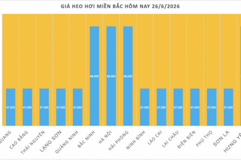 Giá heo hơi hôm nay 26/6/2026: Giảm nhẹ tại miền Bắc