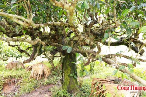 Vẻ đẹp vùng chè Shan tuyết giữa núi rừng Tuyên Quang