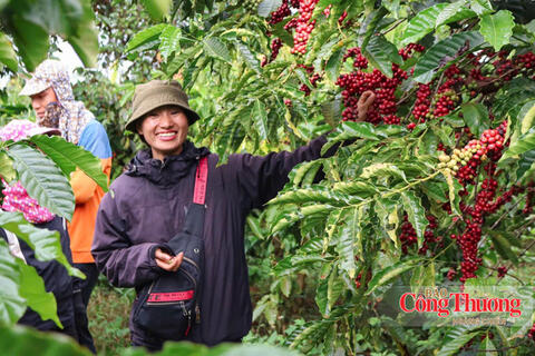 Giá cà phê hôm nay 20/10/2026: Tiếp tục tăng 800 - 900 đồng/kg