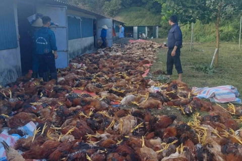Hơn 3.000 con gà chết do chập điện tại Hà Tĩnh