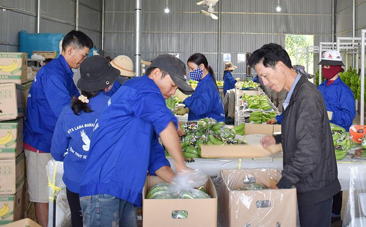 Hiện nay mỗi tuần HTX Laba Banana Đạ K’Nàng thu mua gần 20 tấn chuối của hộ thành viên để sơ chế, đóng gói xuất khẩu sang Nhật