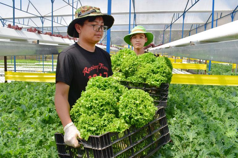 Rau thủy canh các loại của Trang trại Jolly, Đà Lạt mỗi ngày cung ứng ra thị trường bán lẻ trên dưới 150 kg