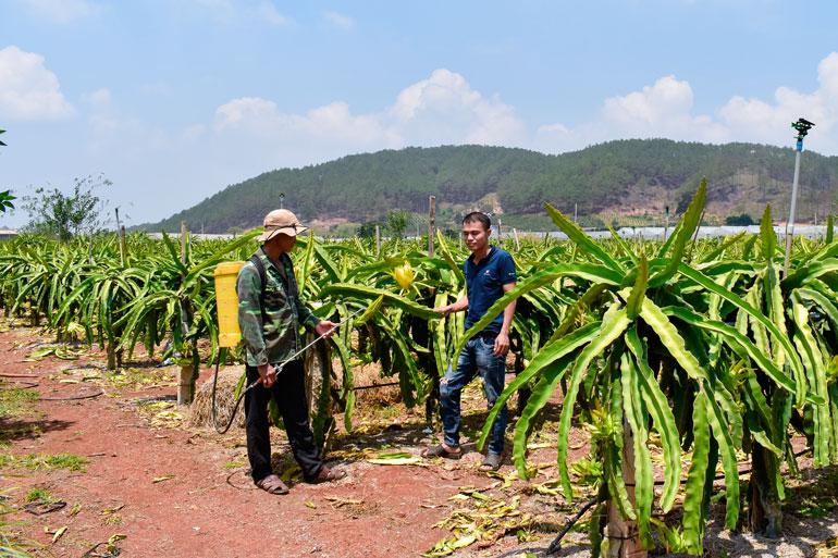 Nhà nông Trần Văn Diên (bên trái) là 1 trong 4 thành viên tiên phong chuyển đổi cây cà phê sang trồng cây thanh long giá trị kinh tế cao ở HTX Cây ăn trái thanh long Nam Hà