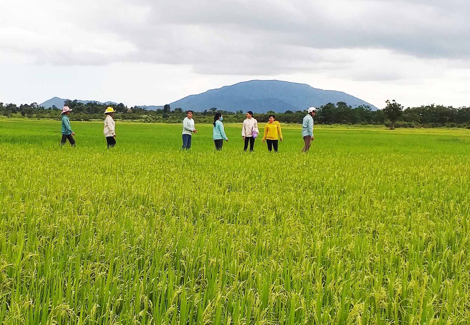 Nông dân huyện Chư Prông tham gia Dự án liên kết sản xuất lúa theo chuỗi giá trị gắn với tiêu thụ sản phẩm (ảnh chụp tháng 11-2020). Ảnh: Hồng Thương