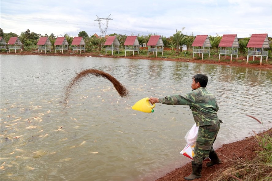 Khu du lịch sinh thái Phước Sơn chuyển hướng sang nuôi cá, kiếm nguồn thu để vượt qua giai đoạn dịch bệnh. Ảnh: Phan Tuấn