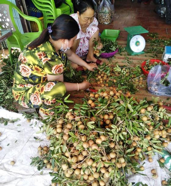 Nhãn xuồng cơm vàng ở An Giang được bán với giá 25.000 đồng/kg (loại 1)