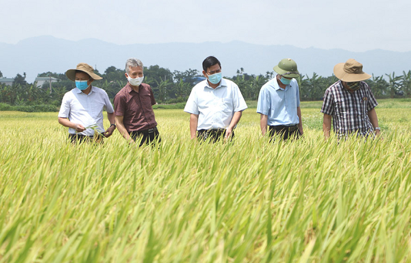 Cán bộ Sở NN&PTNT Hà Nội kiểm tra lúa chất lượng cao tại huyện Thạch Thất, tháng 6-2021. Ảnh: Thanh Bạch.