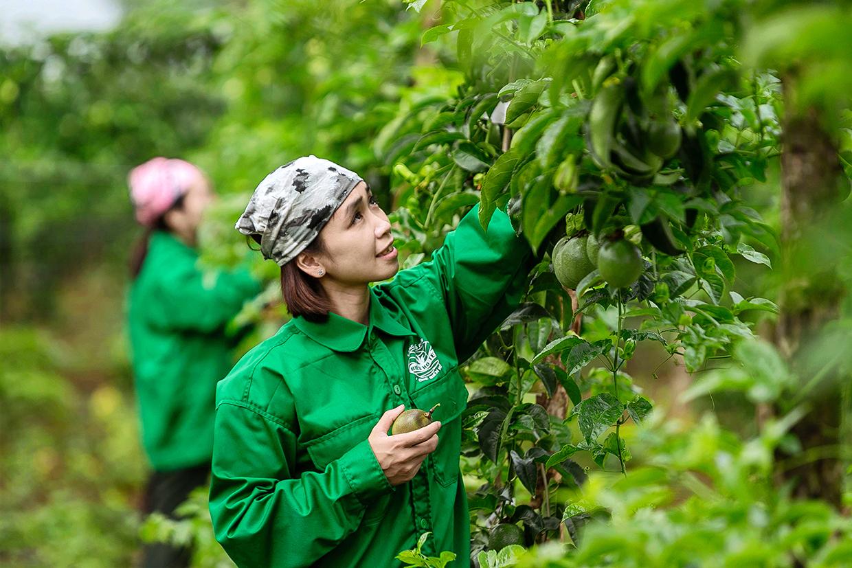 Đến cuối năm 2020, tỷ trọng ngành nông nghiệp chiếm 37,18% cơ cấu kinh tế của tỉnh. Ảnh: Đức Thụy